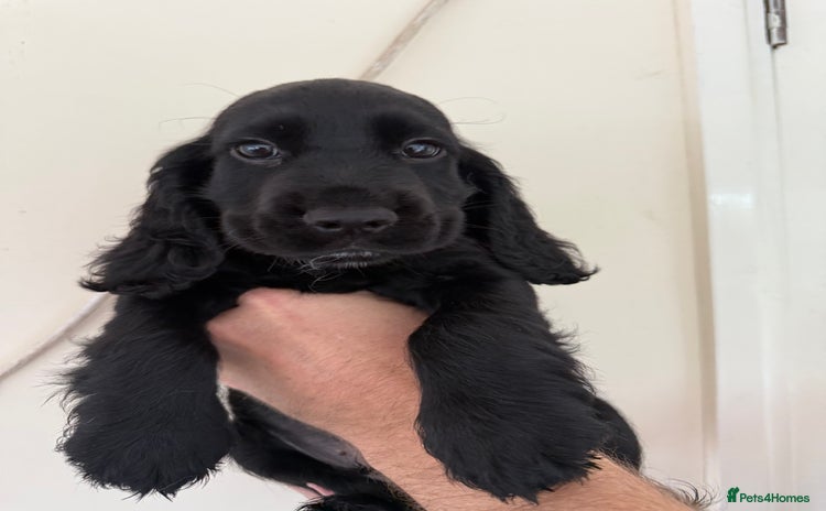 Cocker Spaniel dogs - Advert 14