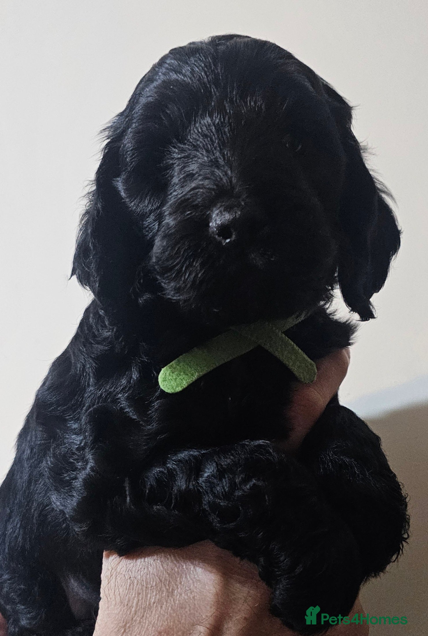 Cockapoo dogs **ONLY 1 BOY LEFT**F1 COCKAPOO PUPPIES  - Advert 1