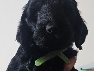 Cockapoo dogs **ONLY 1 BOY LEFT**F1 COCKAPOO PUPPIES - Advert 6