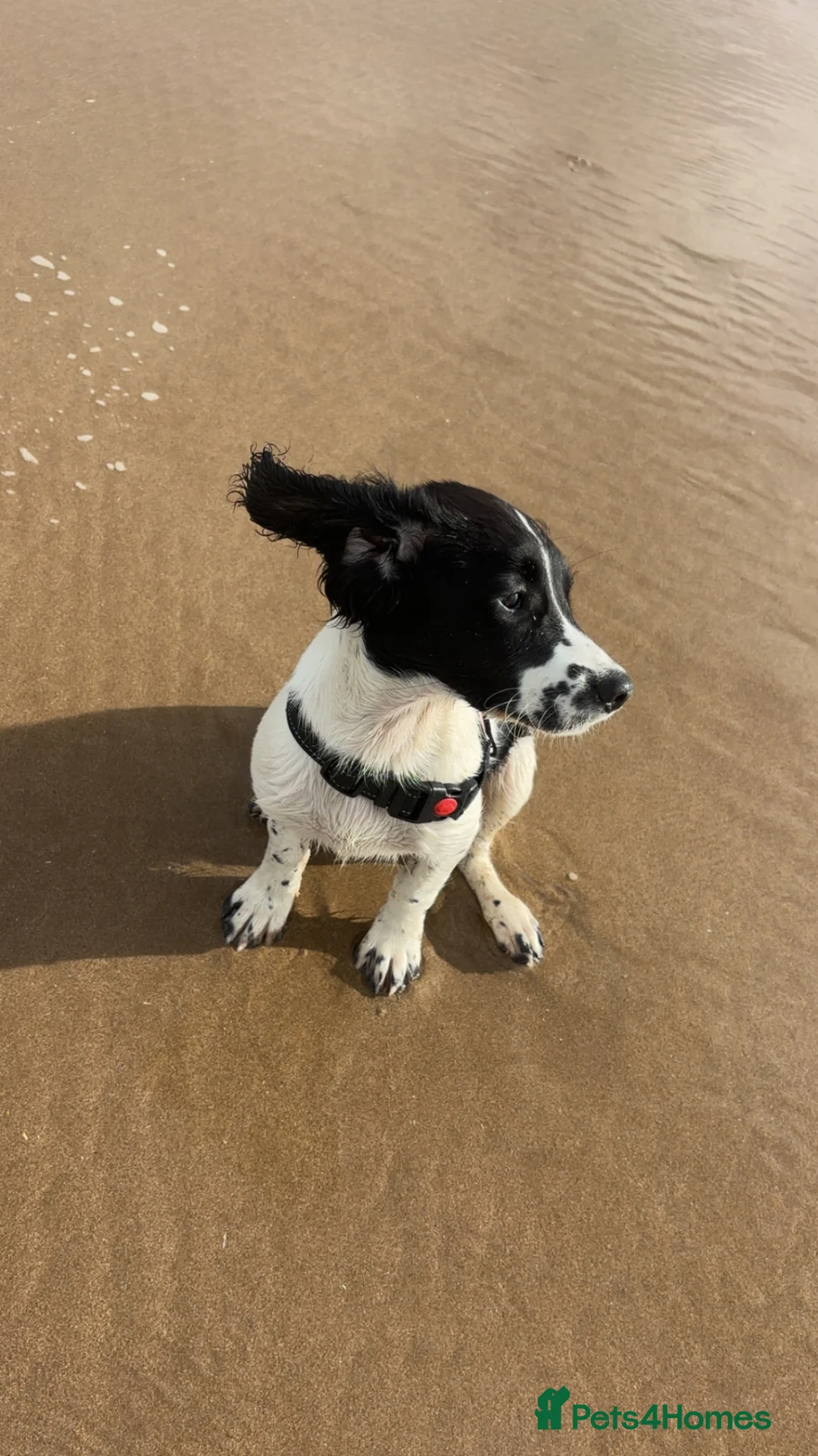 English Springer Spaniel dogs for sale: Beautiful 10 month old springer spaniel Izzy - Advert 4
