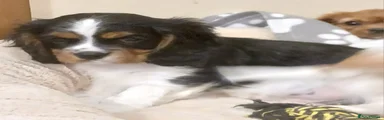 Puppy 2
