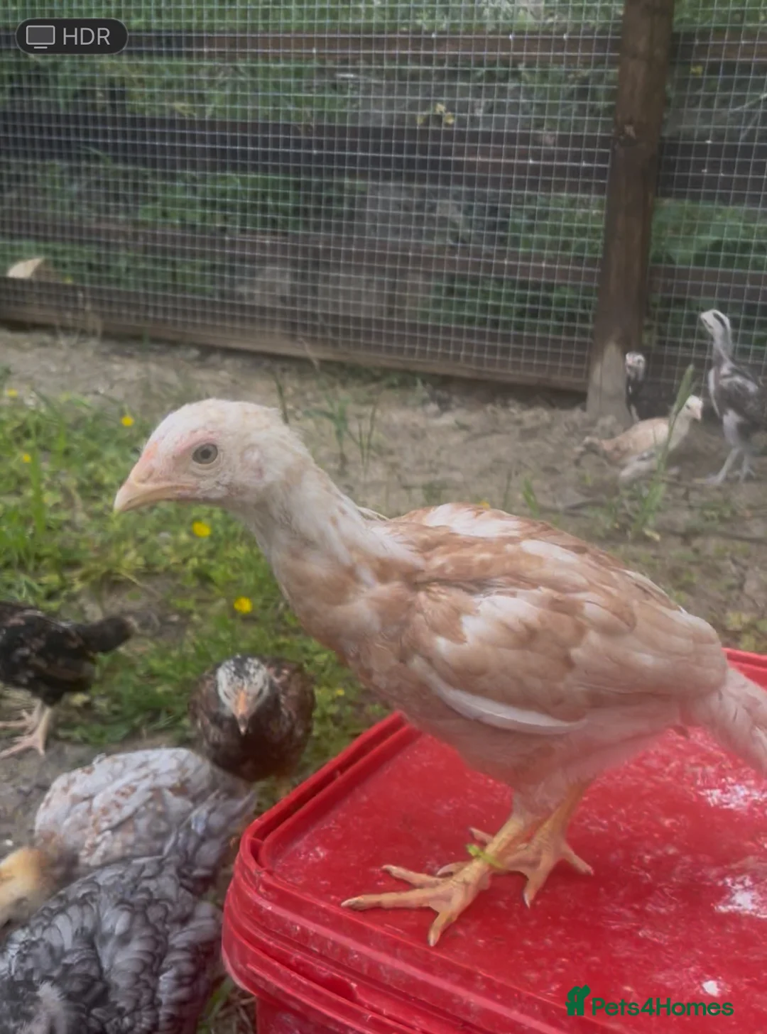 Chickens poultry for sale: Aseel  - Advert 9