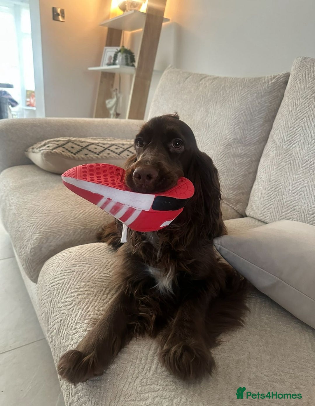 Cocker Spaniel dogs for sale: SHOW COCKER SPANIELS FOR REHOMING - Image 5
