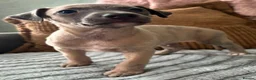 Whippet dogs for sale: The most precious! Kc wippets 🐶 boys & girls   - Advert 23