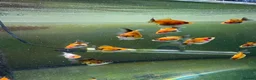 Fancy Goldfish fish for sale: Ryukin fry for sale  - Advert 4