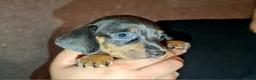 Miniature Dachshund dogs for sale: ❤️Beautiful adorable daschunds babys❤️ - Advert 7