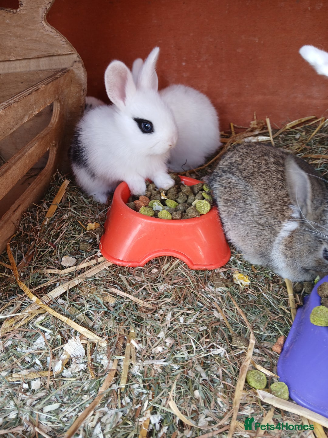 English Spot rabbits for sale: Baby rabbits  - Image 3
