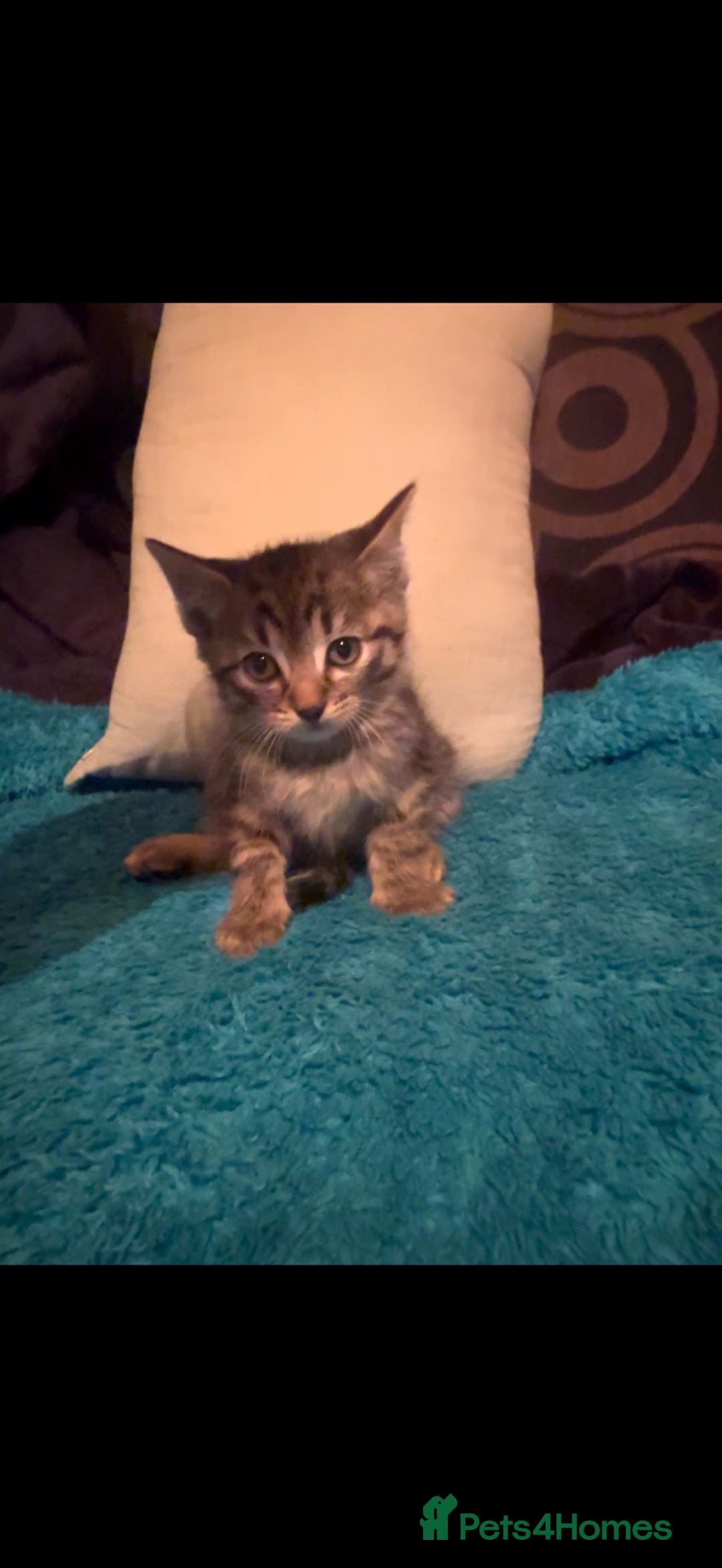 Mixed Breed cats for sale: 6 beautiful male kittens - Advert 6