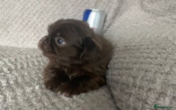 Mixed Breed dogs for sale: Tiny Pugingese pups  - Image 14