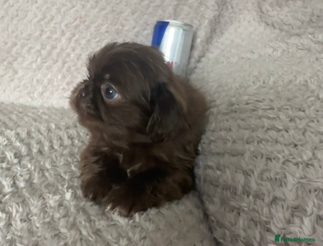 Mixed Breed dogs for sale: Tiny Pugingese pups  - Image 14