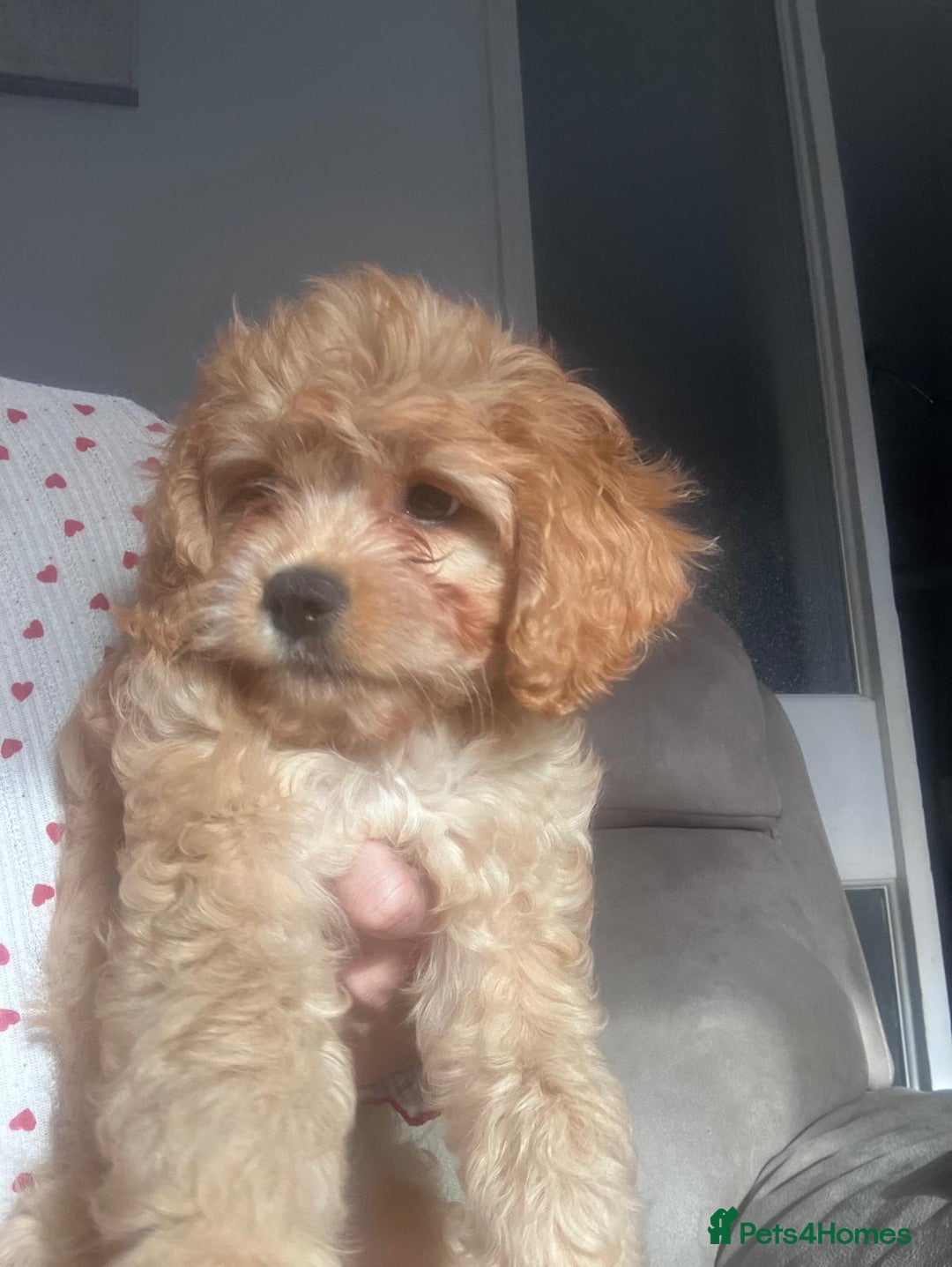 Cockapoo dogs for sale: Beautiful Cockerpoo puppy  - Advert 6