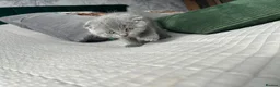 Scottish Fold cats for sale: Scottish folds looking for forever home❣️ ❤️ in Sittingbourne - Advert 5