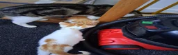 Mixed Breed cats for sale: Kittens 4 sale - Advert 9