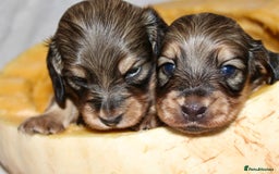 Miniature Dachshund dogs for sale: Stunning shaded cream and cream dachshunds  - Image 11