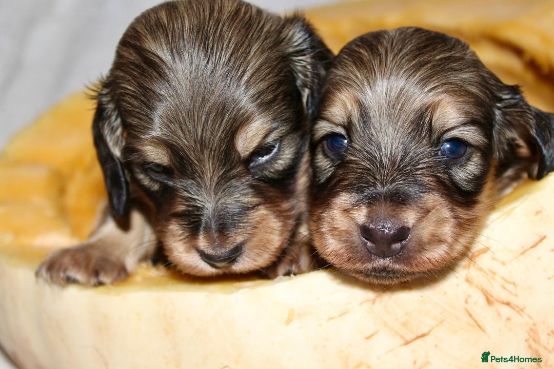 Miniature Dachshund dogs for sale: Stunning shaded cream and cream dachshunds  - Image 11