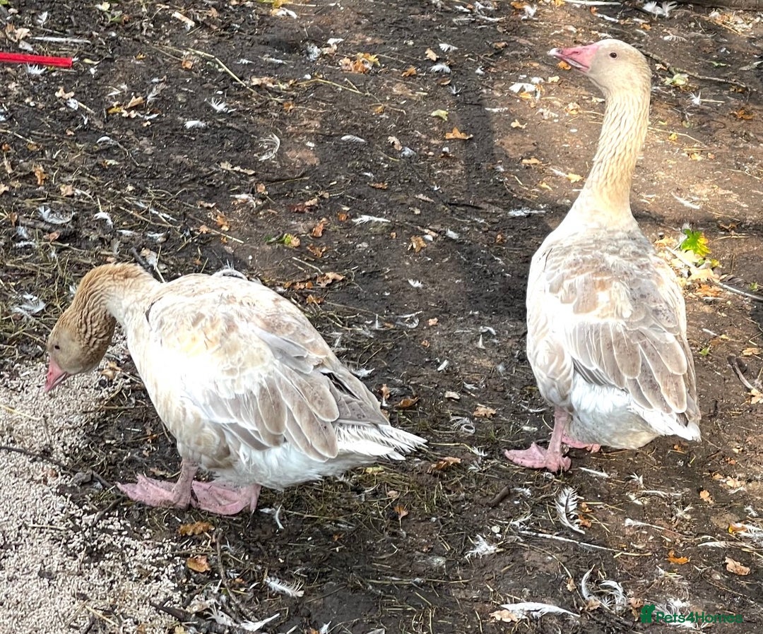 Geese poultry for sale: Trio of geese  - Image 2