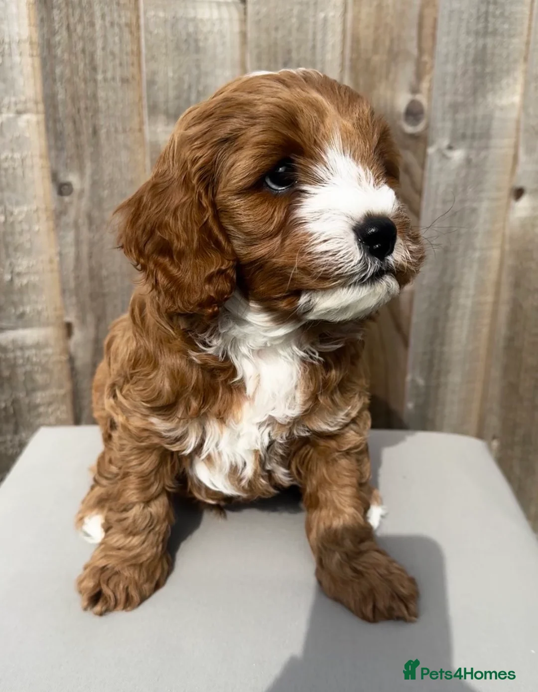 Mixed Breed dogs for sale: Cavapoochon Boy - Advert 2
