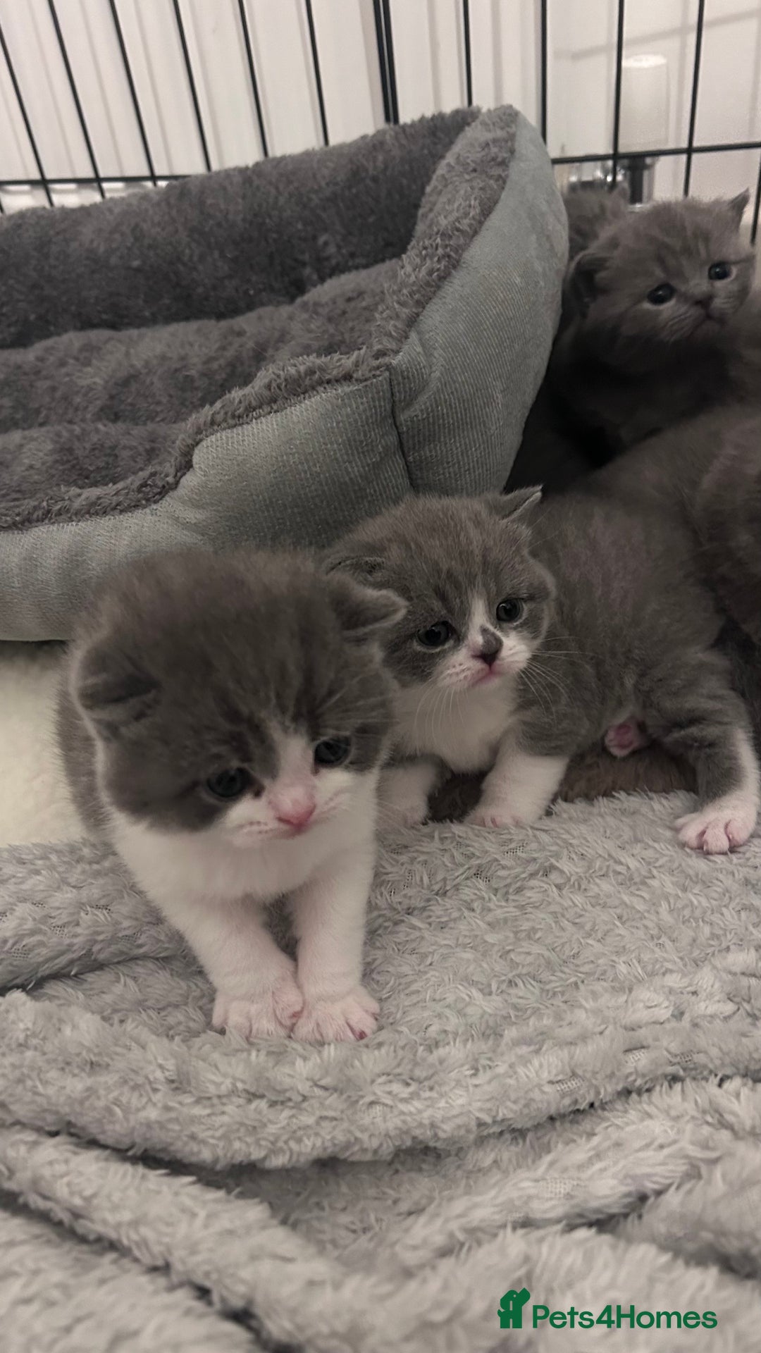 British Shorthair cats for sale: 🧸✨6 Chunky British Shorthair Kittens For Sale✨🧸 - Advert 13