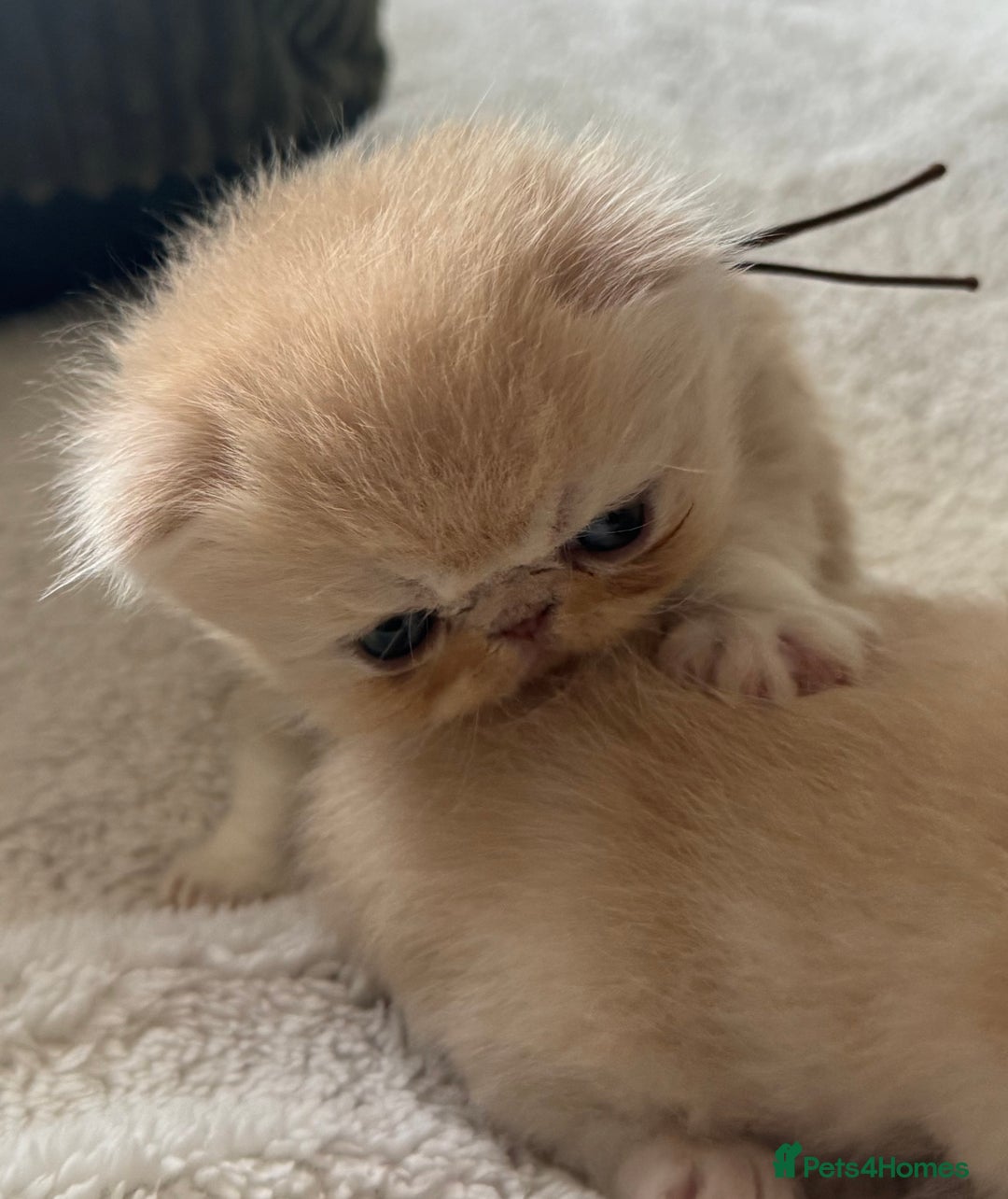 Exotic cats for sale: Superb GCCF Exotic kittens Health Tested parents - Image 15