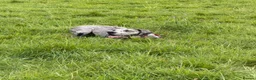 Great Dane dogs for sale: Merlin 8 month old Great Dane puppy - male  - Advert 2