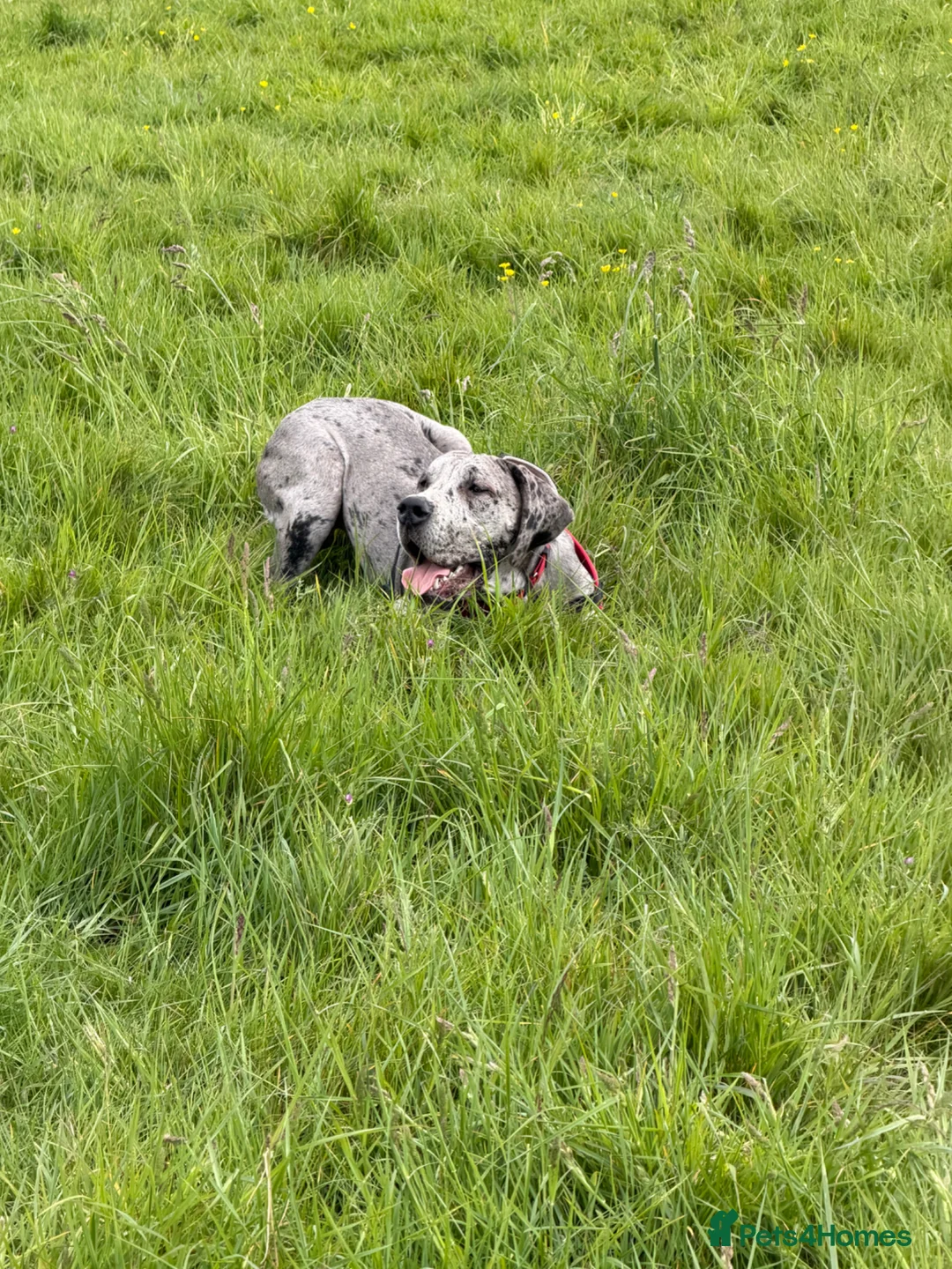 Great Dane dogs for sale: Merlin 8 month old Great Dane puppy - male  - Advert 2
