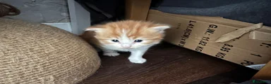 Ginger 3