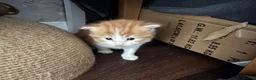 Maine Coon cats for sale: Gorgeous Maine coon domestic shorthair mix kittens - Advert 7