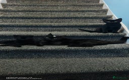 European cats for sale: Donation - Image 4