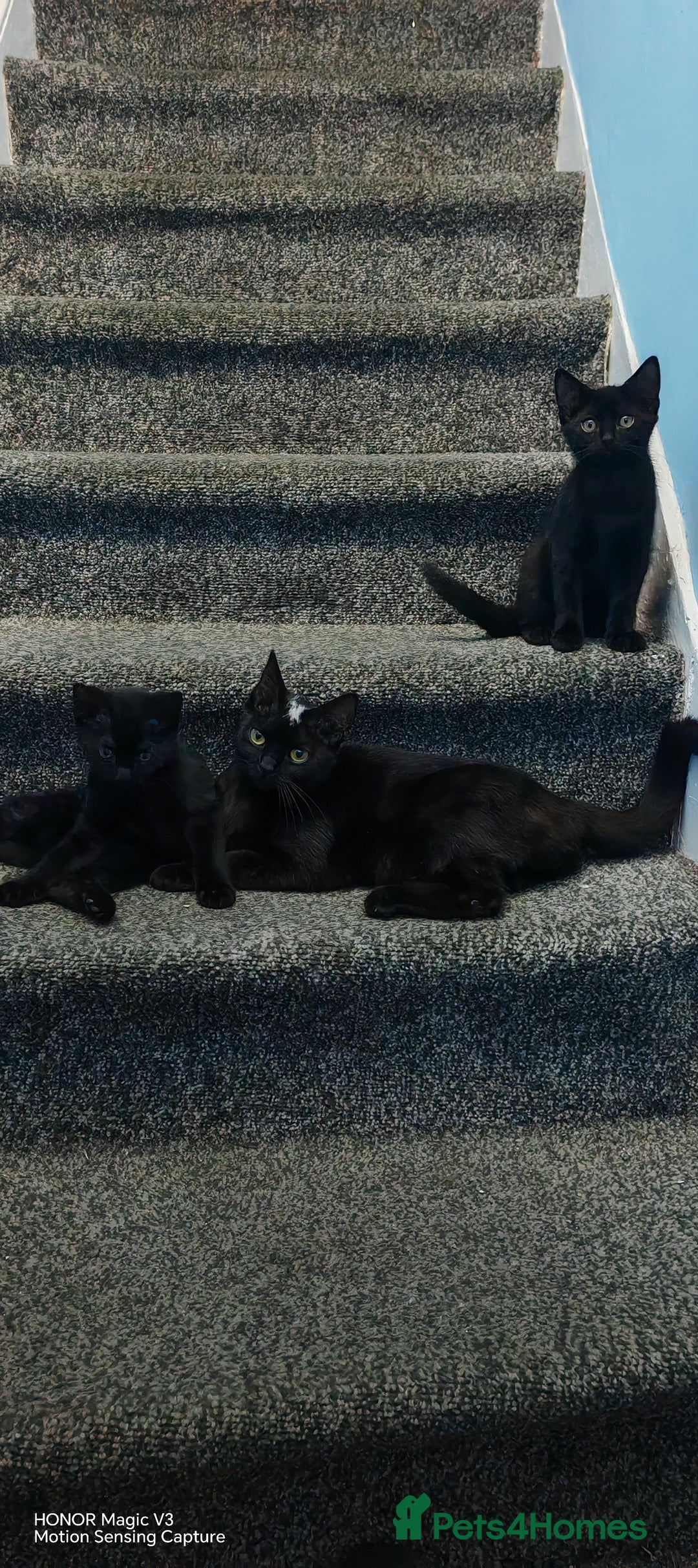 European cats for sale: Donation - Image 4