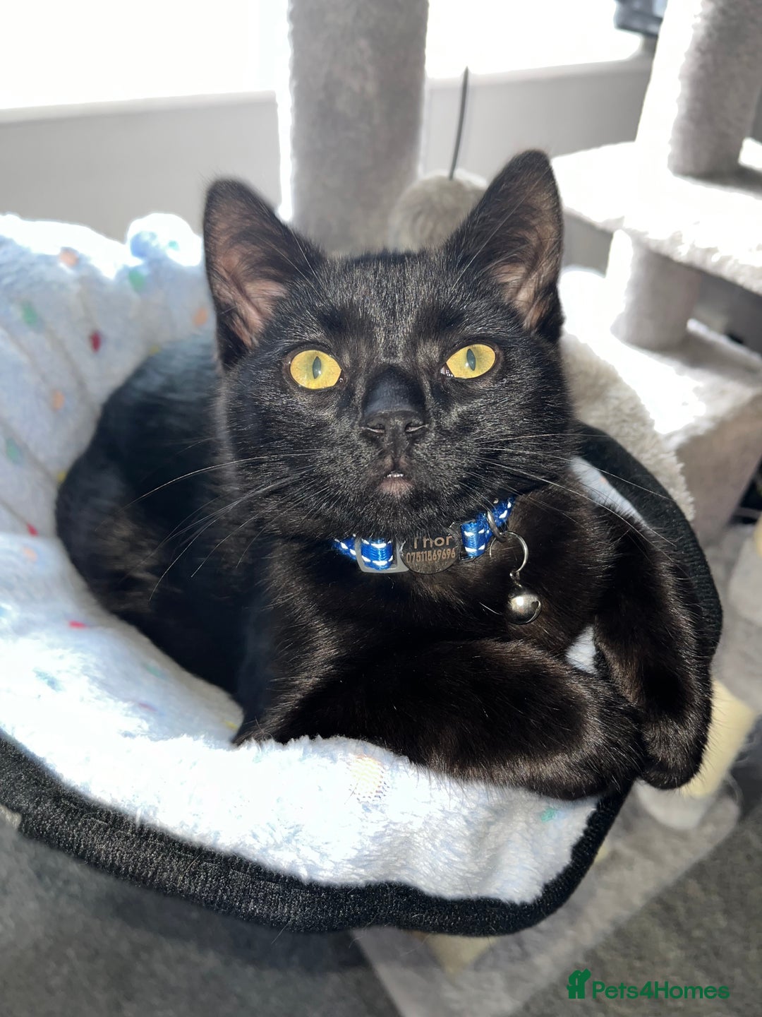 Domestic Shorthair cats for sale: Thor - black cat  - Advert 9