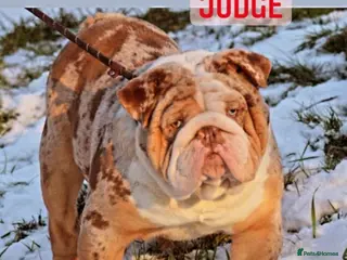 English Bulldog dogs Heavy set BRITISH BULLDOG - Advert 12