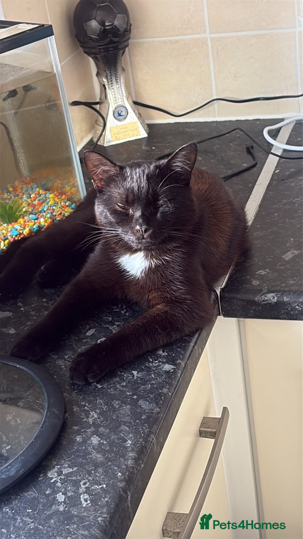 Mixed Breed cats FREE 2 cats for rehoming  - Advert 2