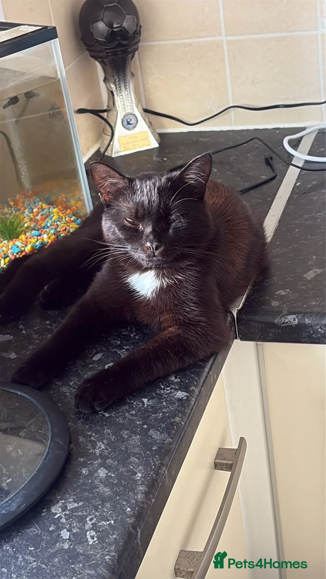 Mixed Breed cats for sale: FREE 2 cats for rehoming  - Advert 1