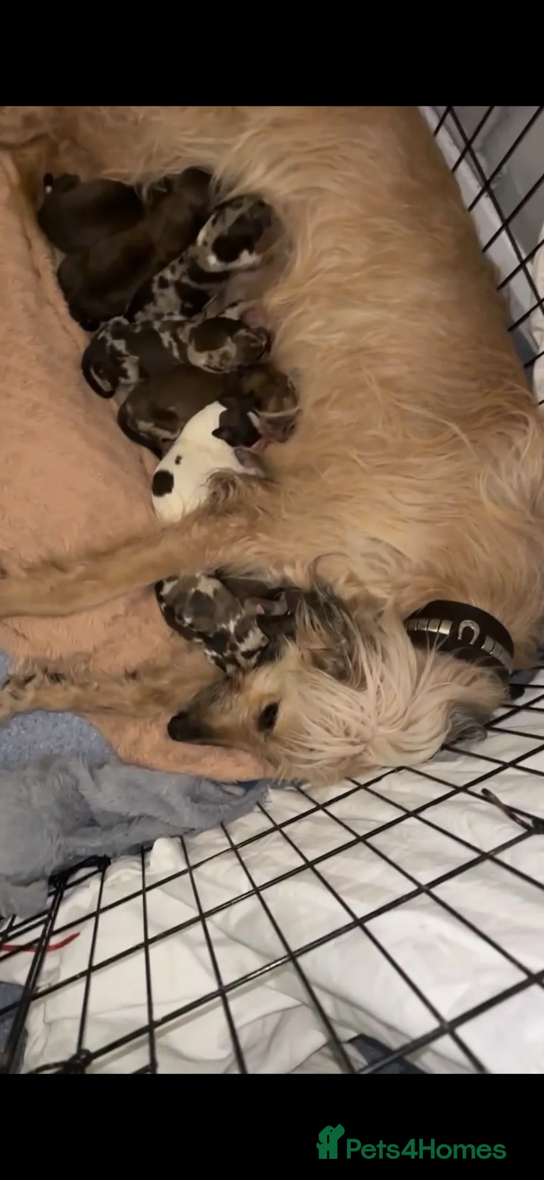 Lurcher dogs for sale: Red Merle Lurcher pup  - Advert 5