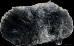 Guinea Pig rodents for sale: Longhaired (alpaca) baby guinea pigs  - Image 5