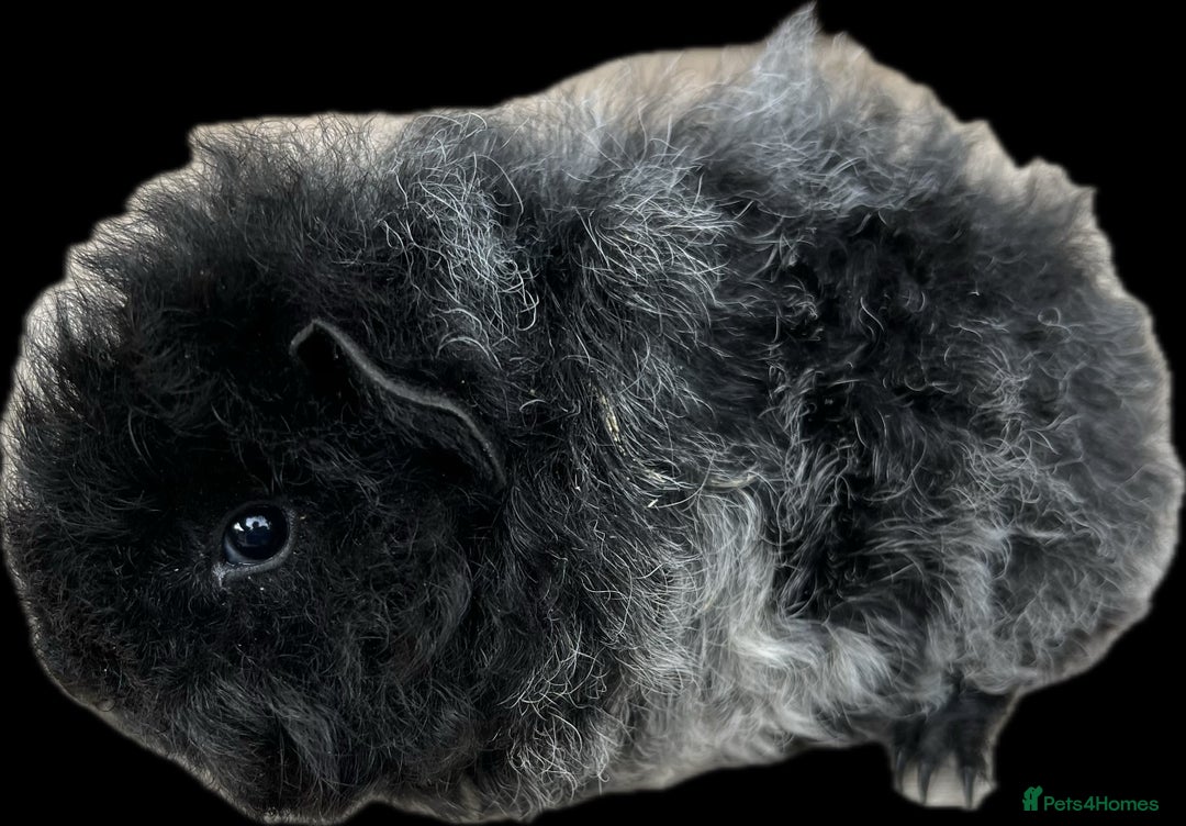Guinea Pig rodents for sale: Longhaired (alpaca) baby guinea pigs  - Image 5