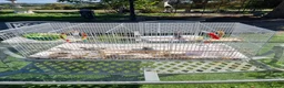 Doves birds for sale: Pair of diamond doves with cage in Reigate - Advert 1