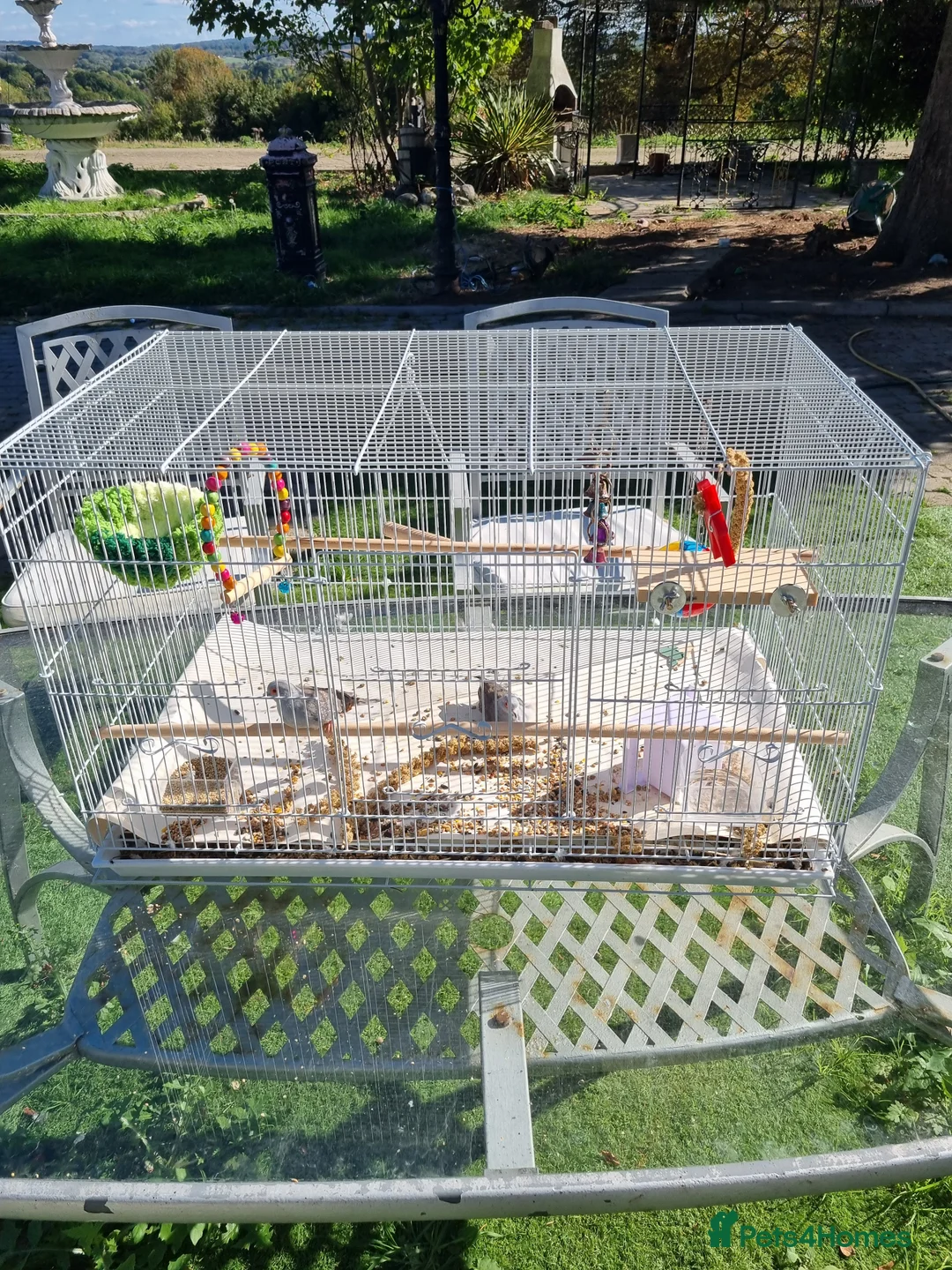 Doves birds for sale: Pair of diamond doves with cage in Reigate - Advert 1