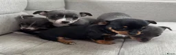 Chihuahua dogs for sale: CHIHUAHUA PUPPIES in Preston - Advert 4