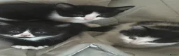 Mixed Breed cats for sale: 9 Beautiful Kittens Ready for Loving Homes - Advert 14