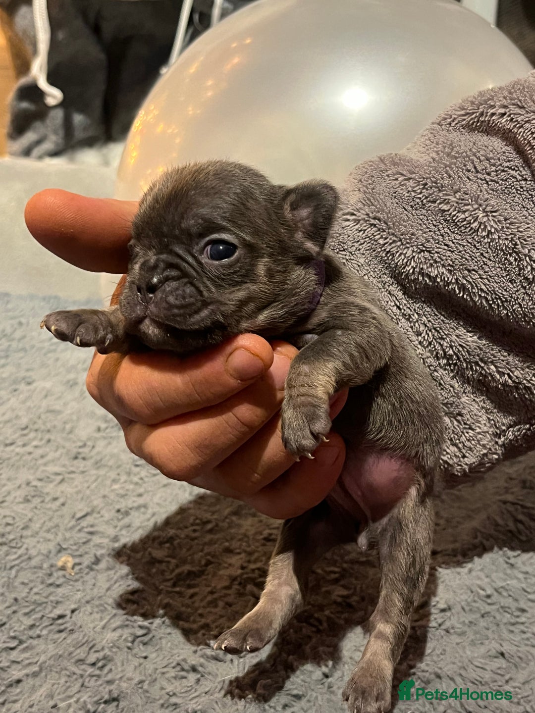 French Bulldog dogs for sale: DWKC Registered French Bulldog puppies for sale - Advert 6