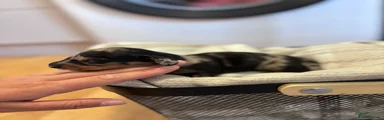 Miniature Dachshund 4