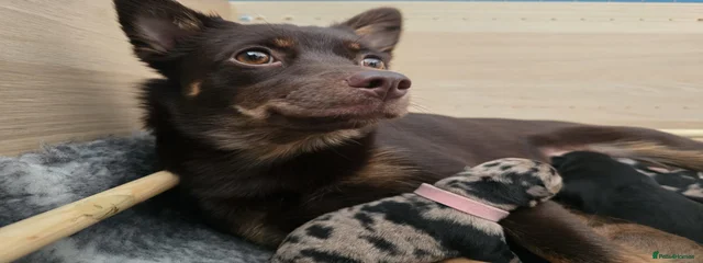 Nala