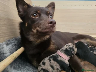Nala