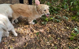 Golden Retriever dogs for sale: Golden retriever pups - Image 5