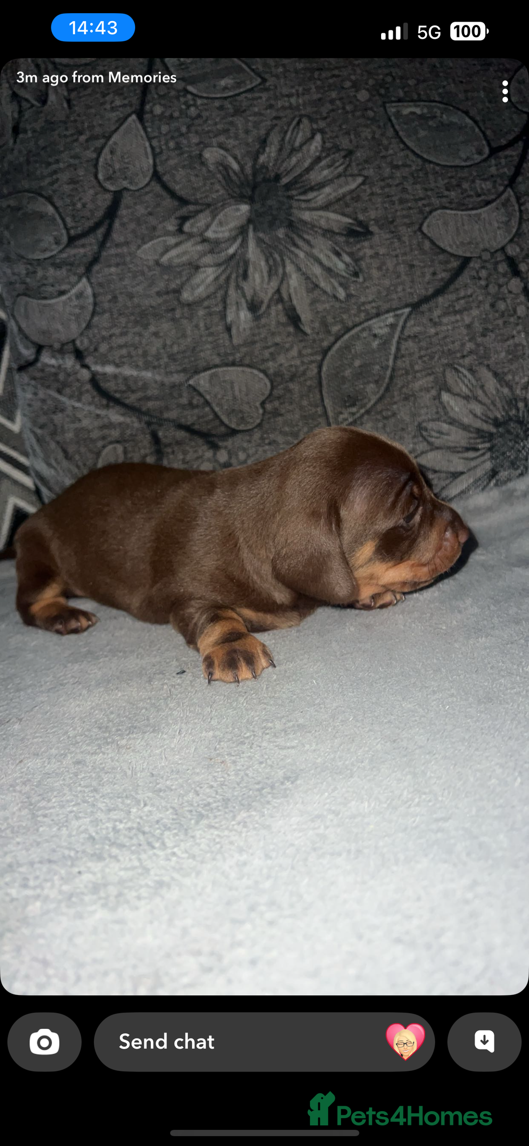 Miniature Dachshund dogs for sale: Mini dauchunds puppies - Advert 23