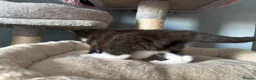 Mixed Breed cats for sale: Long‑Haired Ragdoll Cross Tortoiseshell Kittens - Advert 8