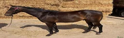 Riding pony horses for sale: Coco  - Advert 4