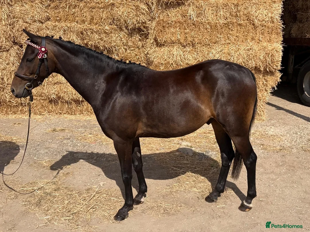 Riding pony horses for sale: Coco  - Advert 4