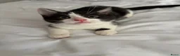 Mixed Breed cats for sale: 4 Beautiful kittens looking for Loving Homes in Bradford - Advert 7